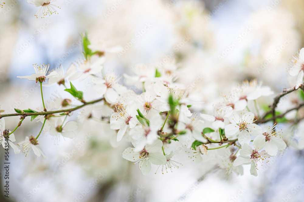 White cherry blossom in spring time against blue sky. Nature blossom spring background. Branches of blossoming cherry macro with soft focus on light blue sky background with copy space White cherry blossom in spring time against blue sky. Nature blossom spring background. Branches of blossoming cherry macro with soft focus on light blue sky background with copy space