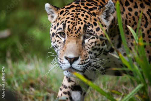 Fototapeta Naklejka Na Ścianę i Meble -  close up of a leopard