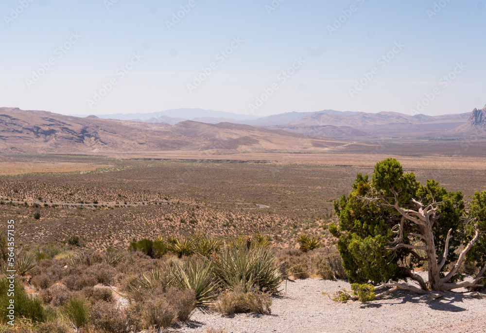 joshua tree national park joshua tree national park