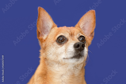 A terrier. Portrait of a thoroughbred dog on a blue background. Pets © Alexander