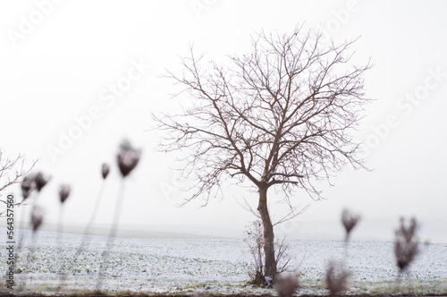 Tree in snow-covered field