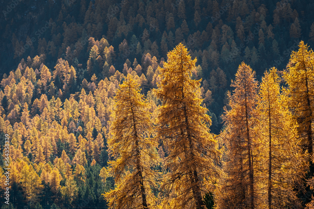 Autumn larch forest in the swiss alps under backlight