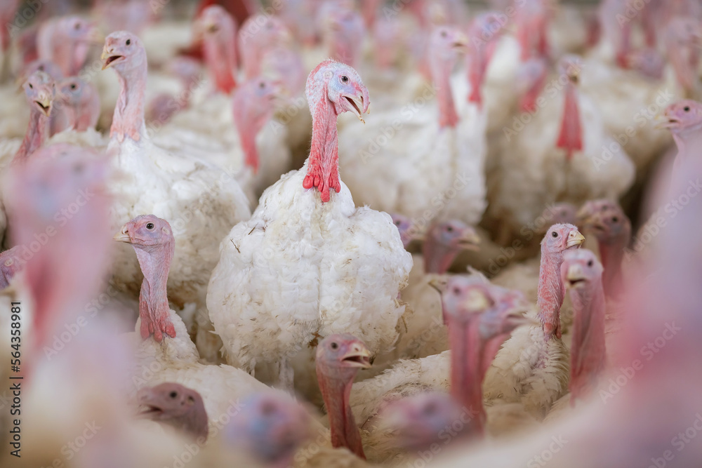 turkey farm. turkey close-up. turkey rearing concept - obrazy, fototapety, plakaty 
