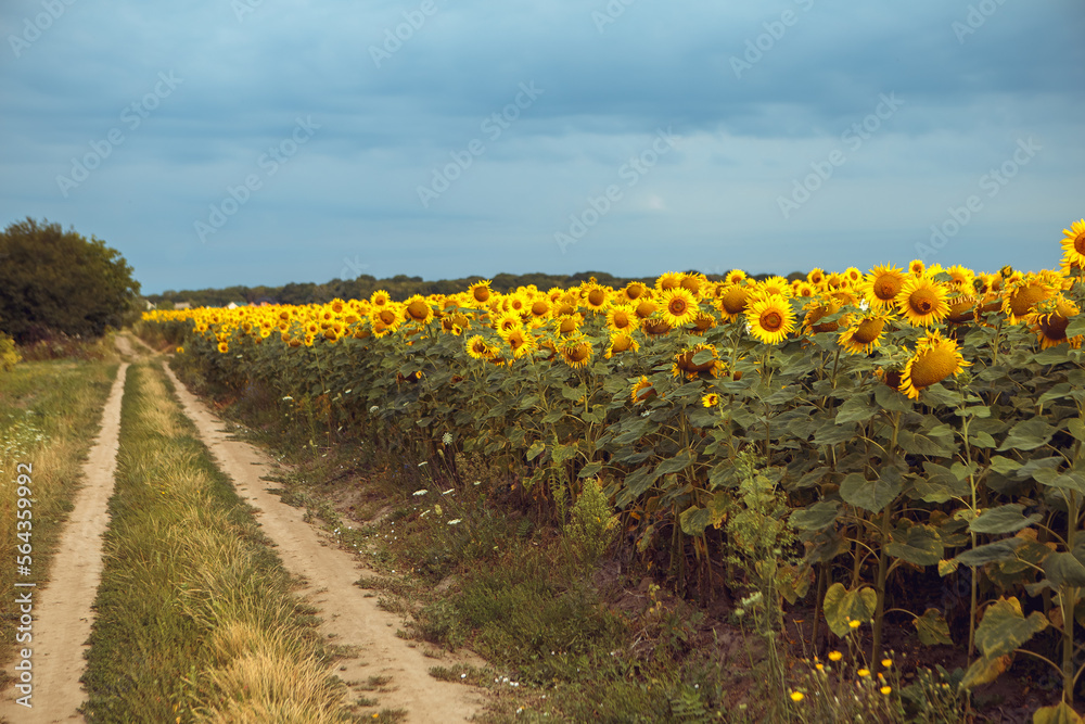 Yellow bouquet blooming sunflower field outdoors sunrise warm nature background. Organic flower with seeds near the road. Agriculture, farming, harvest concept
