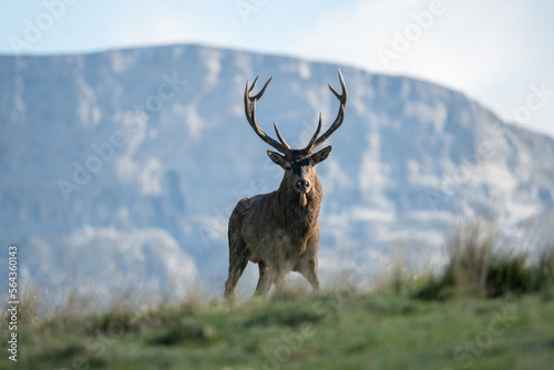 Vercors, a Stag during the bellowing, plateau d'Ombleze © Nicolas