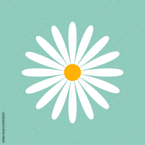 Daisy with thin petals on mint background vector illustration. Cartoon drawing of white camomile or chamomile for decoration or pattern design. Blossom, spring flowers, summer, nature concept