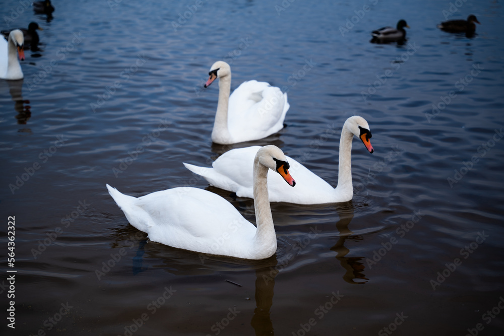 A group of swans on the lake feed during the day A group of swans on the lake feed during the day