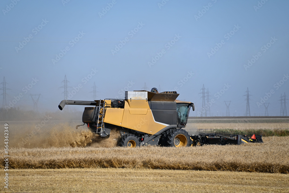 Fototapeta premium a close up of a yellow combine cutting a crop
