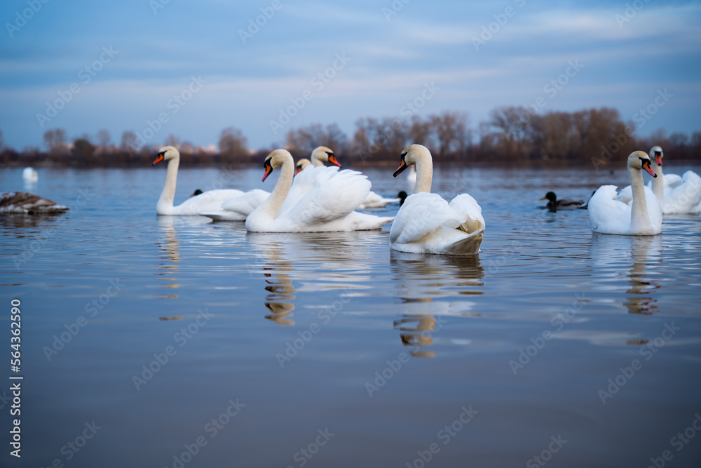 A group of swans on the lake feed during the day