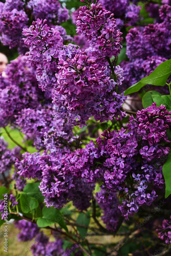 Beautiful purple lilac flowers. Blossoming purple lilacs in the spring. Beautiful purple lilac flowers. Blossoming purple lilacs in the spring.