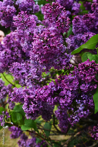 Beautiful purple lilac flowers. Blossoming purple lilacs in the spring.