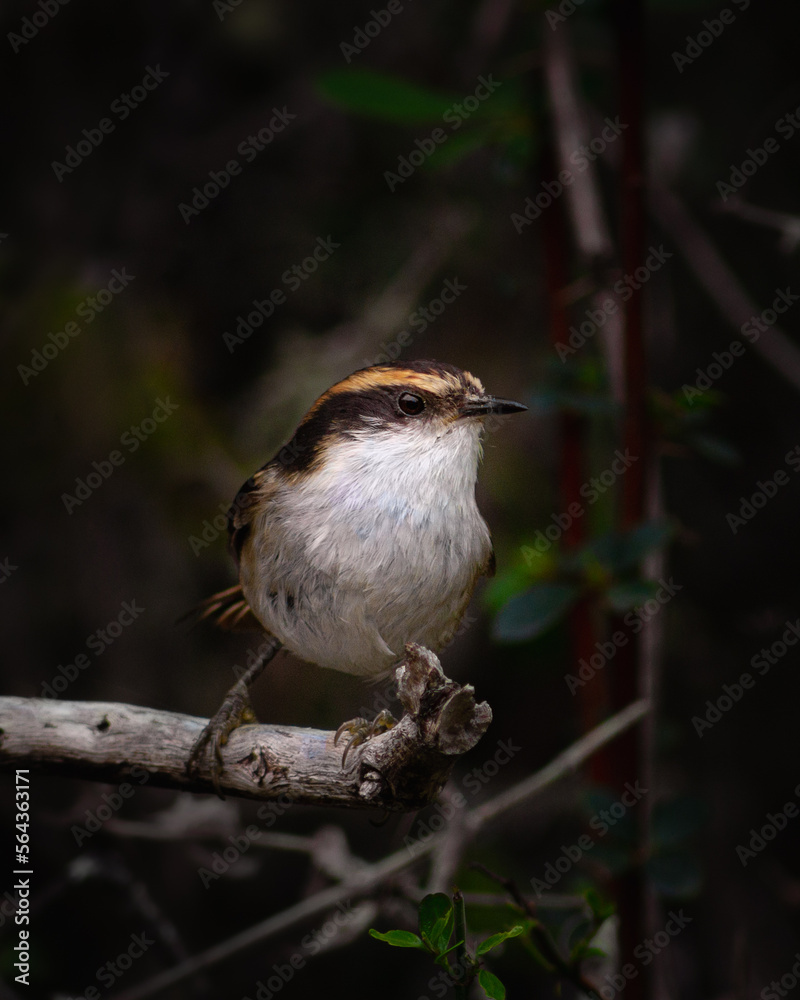 Obraz premium Small bird perching on a branch, thorn tailed rayadito. Chilean Birds.