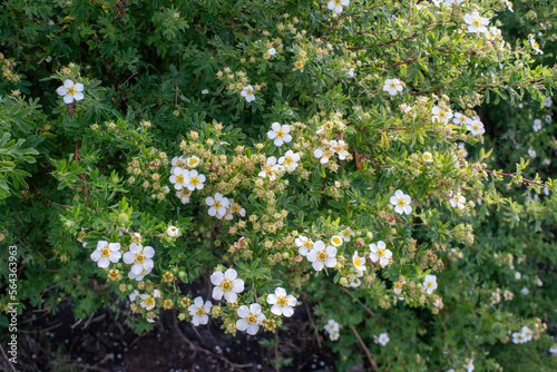 Shrub Potentilla fruticosa with white blossoms. Dasiphora fruticosa var. veitchii is a flowering plant in the family Rosaceae, native to Sichuan and Yunnan in China.