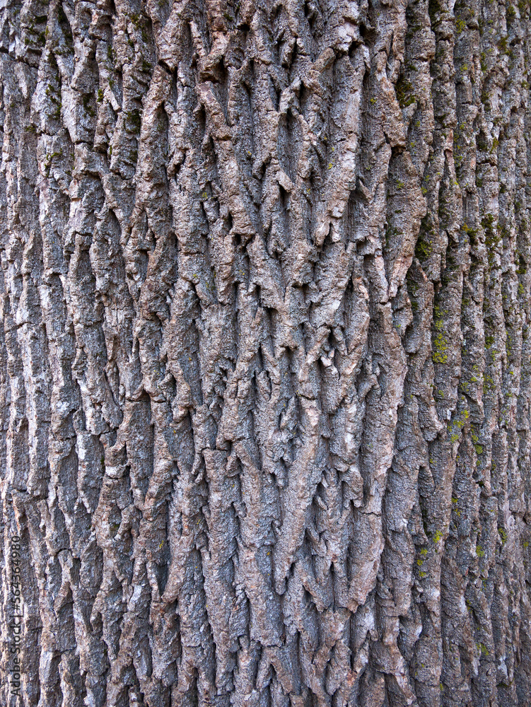 Embossed texture of illuminated maple bark. Old maple trunk close-up. Embossed texture of illuminated maple bark. Old maple trunk close-up.