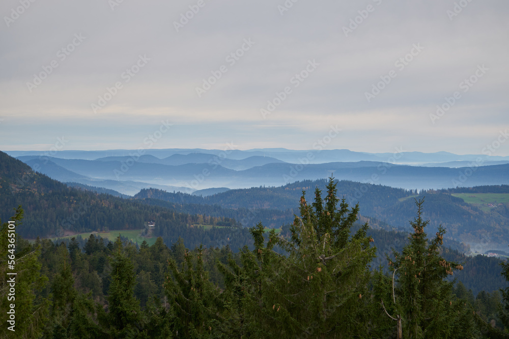 black forest with fog between the hills