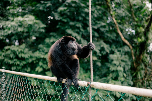 closeup of howler monkey in rainforest