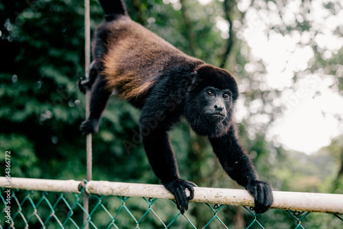 closeup of howler monkey in rainforest