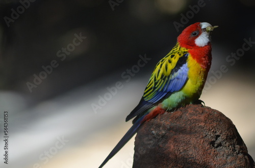 red and green parrot