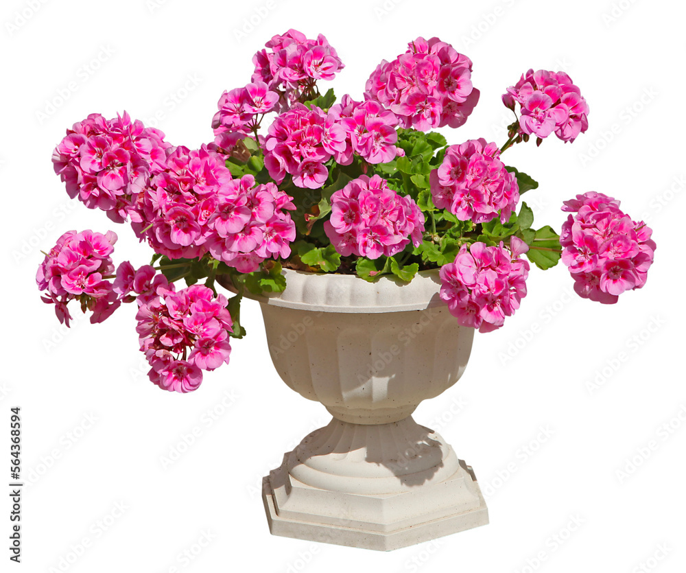 Obraz premium Géranium zonal rose en pot