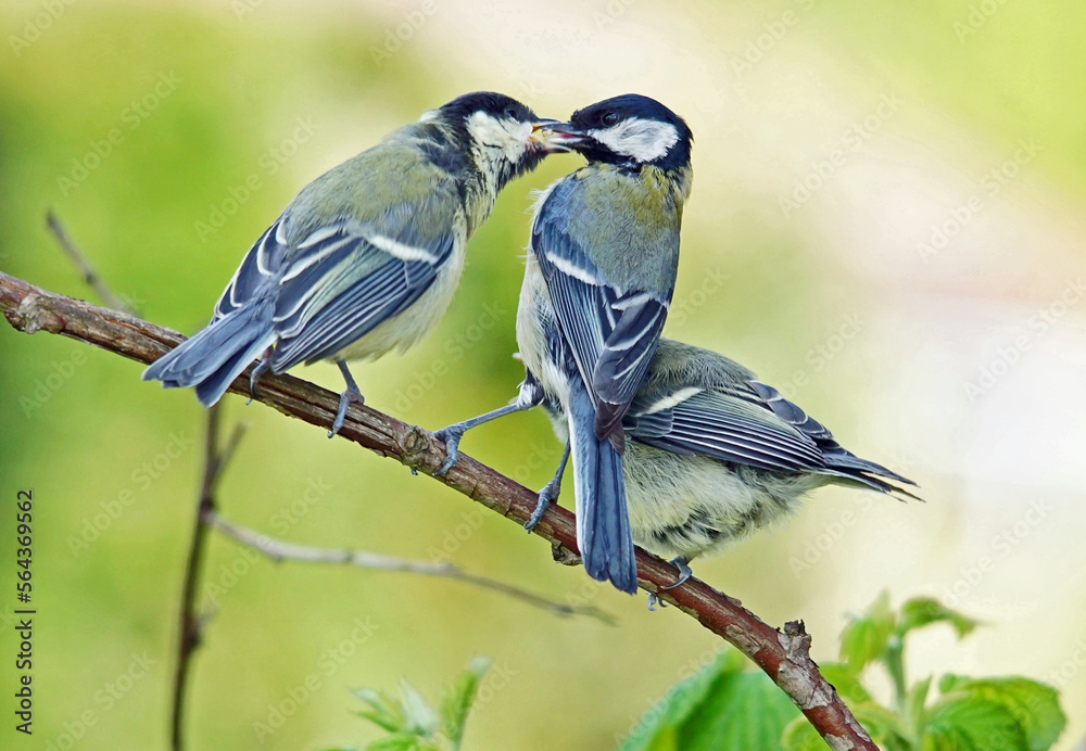 Obraz premium oisillons mésanges