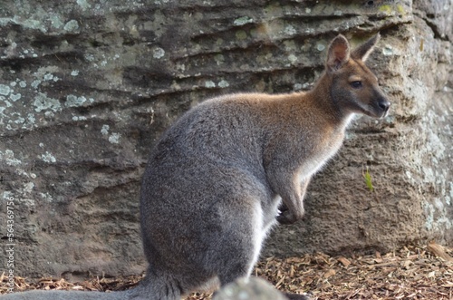 Kangaroo in the Wild
