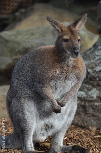 Kangaroo in the Wild