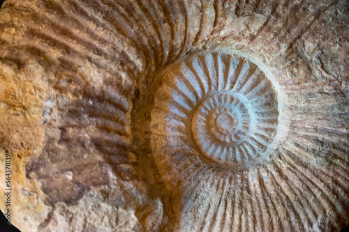 Ammonoids fossils background  group marine mollusc animals ammonites  is found to specific geologic time periods