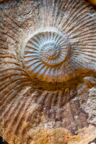 Ammonoids fossils background, group marine mollusc animals ammonites, is found to specific geologic time periods
