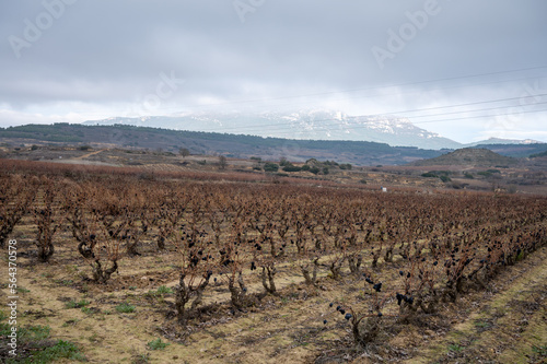 Ripe and dry bunches of red tempranillo grapes after harvest, vineyards of La Rioja wine region in Spain, Rioja Alavesa in winter