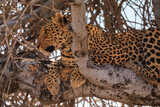 Leopard on a tree in natural habitat in Etosha National Park in Namibia.