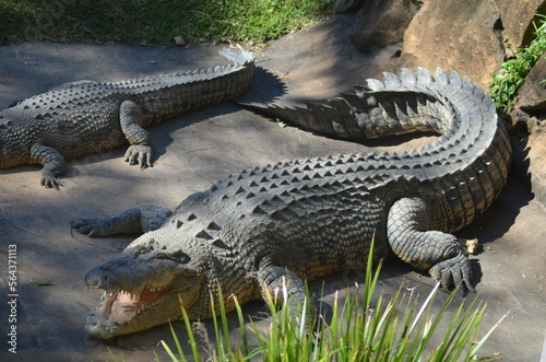 Alligator in the Wild