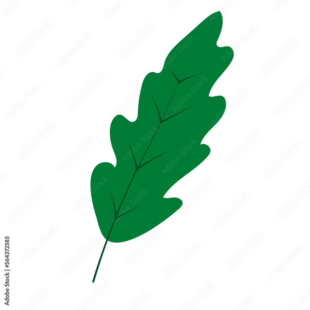 Fototapeta premium Simple drawing of a green oak leaf