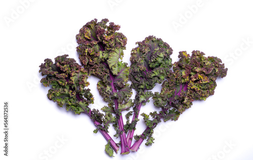 Leaves of winter vegetable purple kale cabbage on white background
