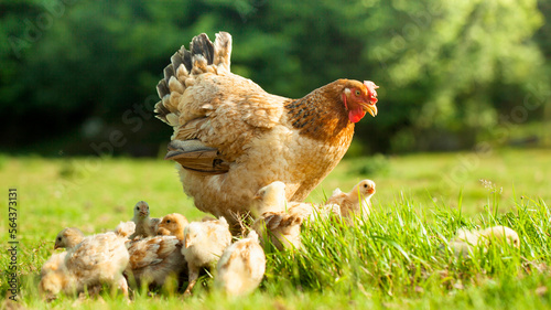 Fotografia, Obraz A brown hen and her chicks roam the agricultural fields, grazing freely in the summer sun on the farm in nature