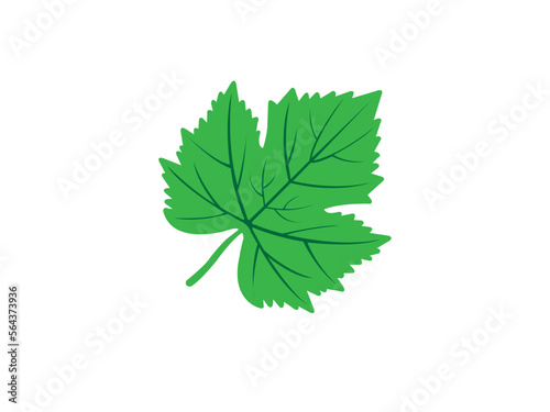 Leaf vein maple stock illustration .