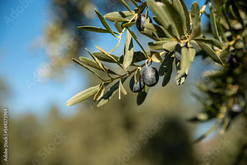 Olive oil trees full of olives.olive harvest , traditional olive farming concept