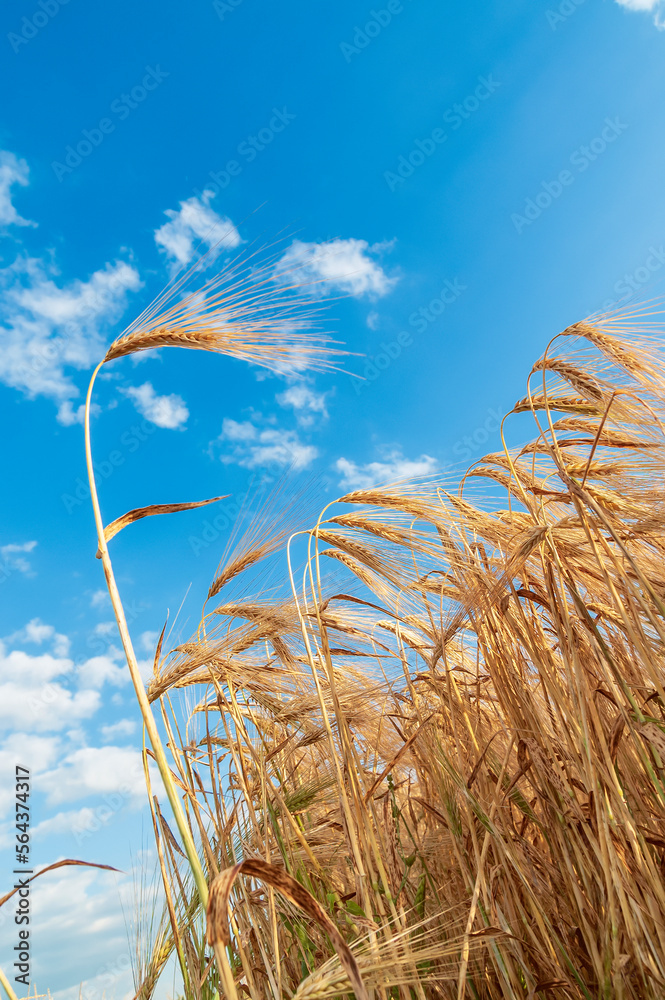 Obraz premium A field of golden color with ripe wheat and blue sky with clouds over it. Field of Southern Ukraine with a harvest. Ukrainian agriculture landscape.