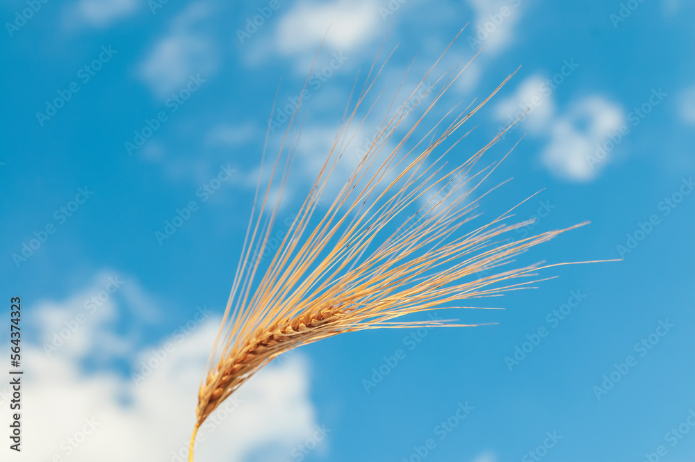 A field of golden color with ripe wheat and blue sky with clouds over it. Field of Southern Ukraine with a harvest. Ukrainian agriculture landscape. A field of golden color with ripe wheat and blue sky with clouds over it. Field of Southern Ukraine with a harvest. Ukrainian agriculture landscape.