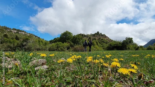 two men with backpacks trekking in the green meadow with yellow flowers
