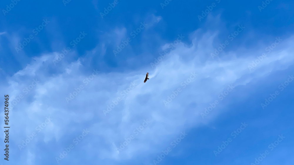 bird in the sky