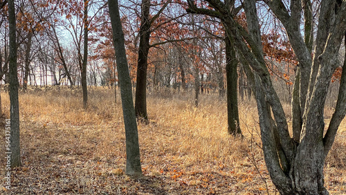 spring in the park