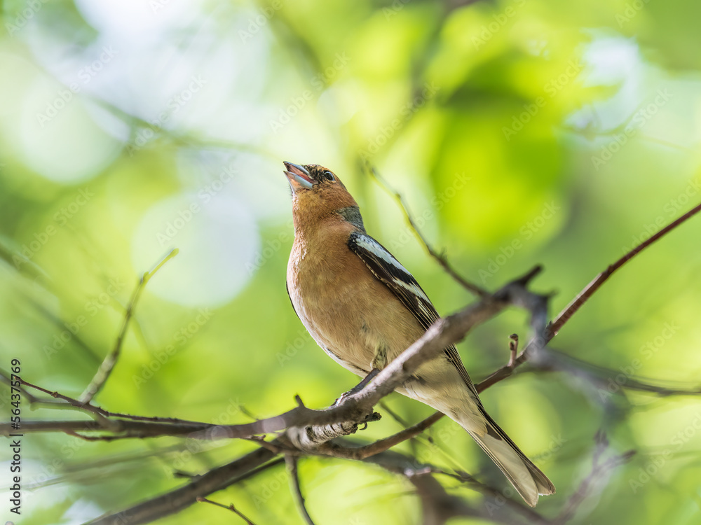 Common chaffinch, Fringilla coelebs, sits on a branch in spring on green background. Common chaffinch in wildlife. Common chaffinch, Fringilla coelebs, sits on a branch in spring on green background. Common chaffinch in wildlife.