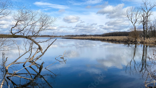 fallen tree in the lake