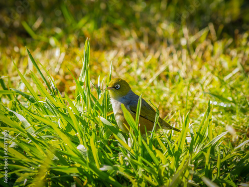 Silver-eye bird in grass photo