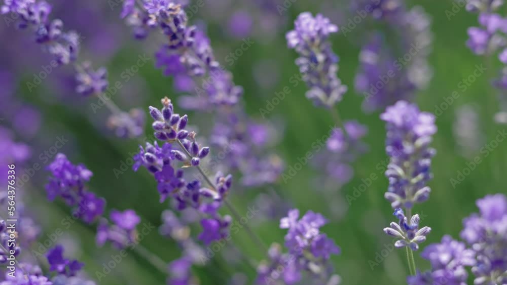 Close Up Lavender Flowers