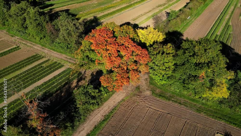 Aerial view of autumn colored deciduous tree in rural landscape, zoom out footage, Germany