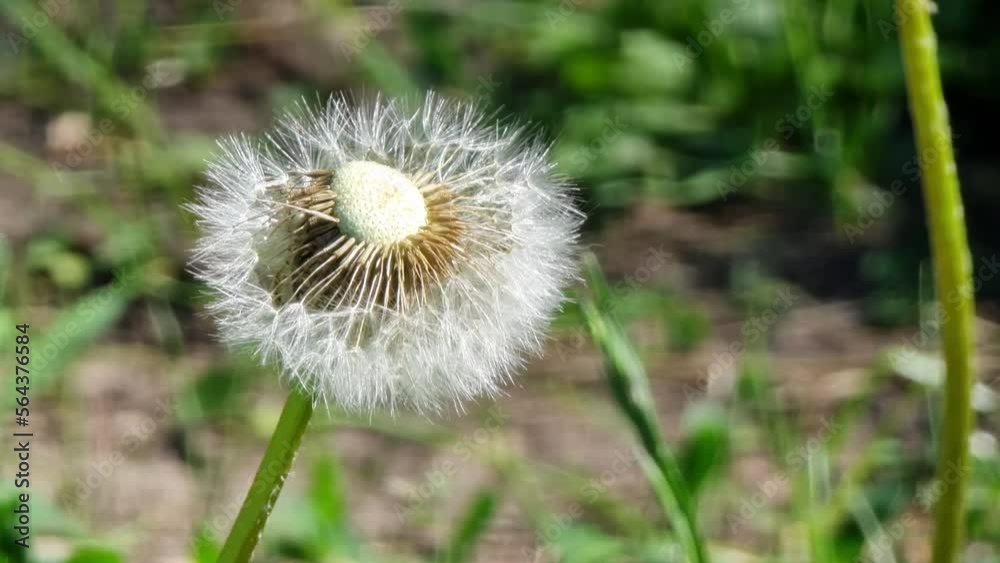 Fluffy dandelion head with scattered seeds, close-up. Fluffy dandelion head with scattered seeds, close-up.