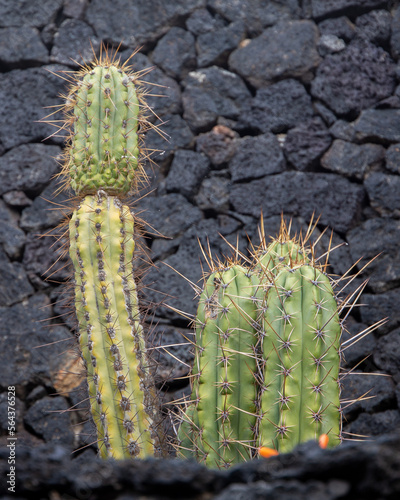 Green cactus isolated with a black stone wall at the background 
