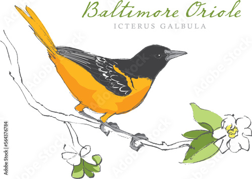 Vector illustration of a hand drawn Baltimore Oriole bird sitting on a branch. photo