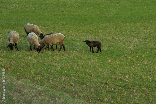pecore siamesi  photo